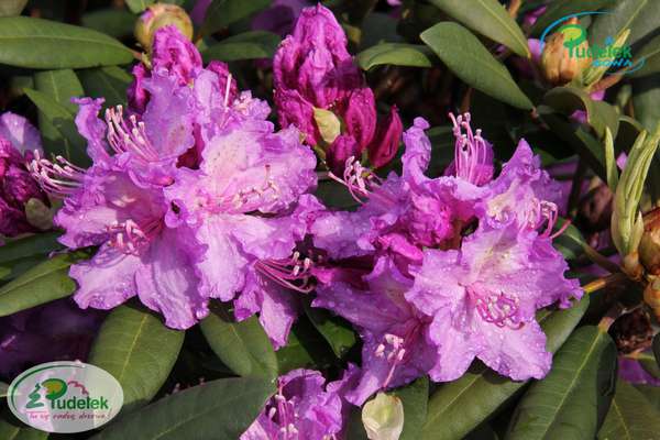 Rhododendron Alfred (1)